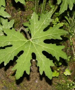 100 Arctic Sweet Coltsfoot Seeds - Petasites Frigidus - Sun Shade Moist Flower Herb - Image 5