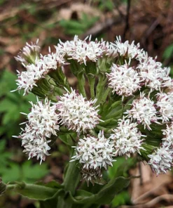 100 Arctic Sweet Coltsfoot Seeds - Petasites Frigidus - Sun Shade Moist Flower Herb - Image 6