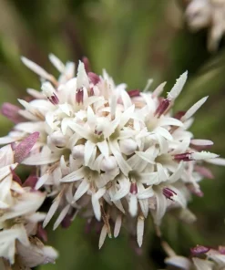 100 Arctic Sweet Coltsfoot Seeds - Petasites Frigidus - Sun Shade Moist Flower Herb - Image 7