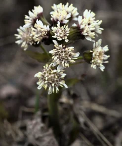 100 Arctic Sweet Coltsfoot Seeds - Petasites Frigidus - Sun Shade Moist Flower Herb - Image 8