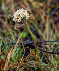 100 Arctic Sweet Coltsfoot Seeds - Petasites Frigidus - Sun Shade Moist Flower Herb - Image 9