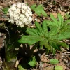 100 Arctic Sweet Coltsfoot Seeds - Petasites Frigidus - Sun Shade Moist Flower Herb - Image 1