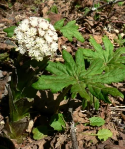 100 Arctic Sweet Coltsfoot Seeds - Petasites Frigidus - Sun Shade Moist Flower Herb - Image 1