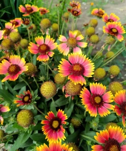 100 Arizona Sun Gaillardia Pulchella Indian Blanket Flower Seeds - Image 10
