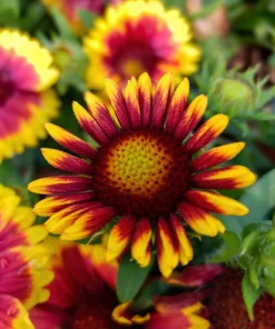 100 Arizona Sun Gaillardia Pulchella Indian Blanket Flower Seeds - Image 11