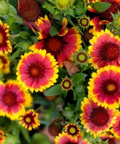 100 Arizona Sun Gaillardia Pulchella Indian Blanket Flower Seeds - Image 2