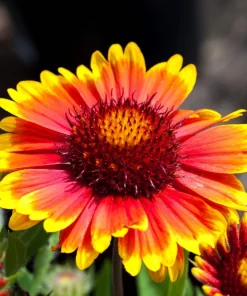 100 Arizona Sun Gaillardia Pulchella Indian Blanket Flower Seeds - Image 7