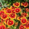 100 Arizona Sun Gaillardia Pulchella Indian Blanket Flower Seeds - Image 1