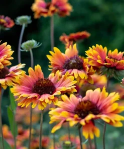 100 Arizona Sun Gaillardia Pulchella Indian Blanket Flower Seeds - Image 8