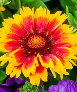 100 Arizona Sun Gaillardia Pulchella Indian Blanket Flower Seeds - Image 9