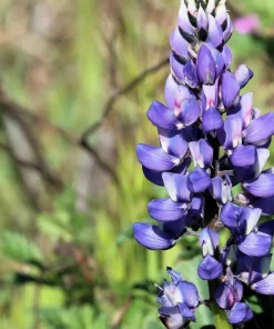 100 Arroyo Lupine Seeds - Hollowleaf Succulent Lupinus Succulentus Flower Seeds - Image 2
