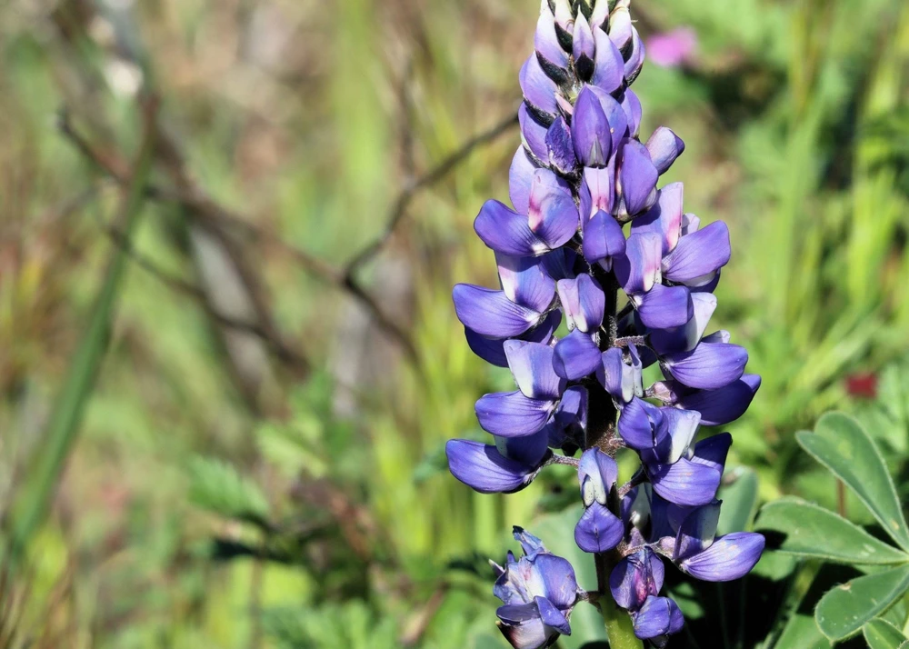 100 Arroyo Lupine Seeds - Hollowleaf Succulent Lupinus Succulentus Flower Seeds - Image 2