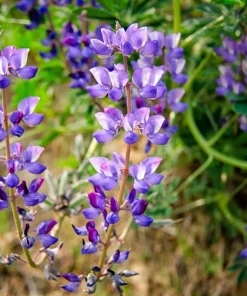 100 Arroyo Lupine Seeds - Hollowleaf Succulent Lupinus Succulentus Flower Seeds - Image 3