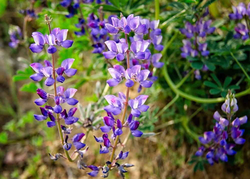 100 Arroyo Lupine Seeds - Hollowleaf Succulent Lupinus Succulentus Flower Seeds - Image 3