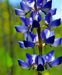 100 Arroyo Lupine Seeds - Hollowleaf Succulent Lupinus Succulentus Flower Seeds - Image 4