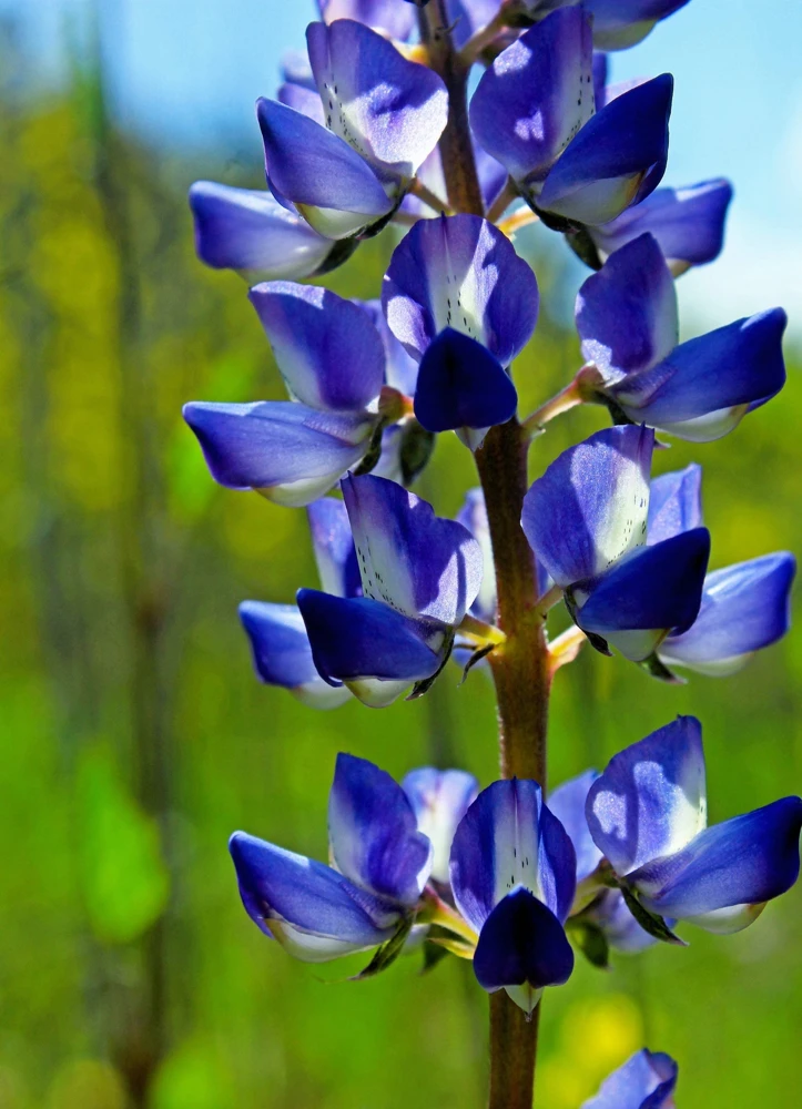 100 Arroyo Lupine Seeds - Hollowleaf Succulent Lupinus Succulentus Flower Seeds - Image 4