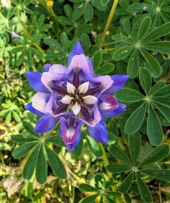 100 Arroyo Lupine Seeds - Hollowleaf Succulent Lupinus Succulentus Flower Seeds - Image 5