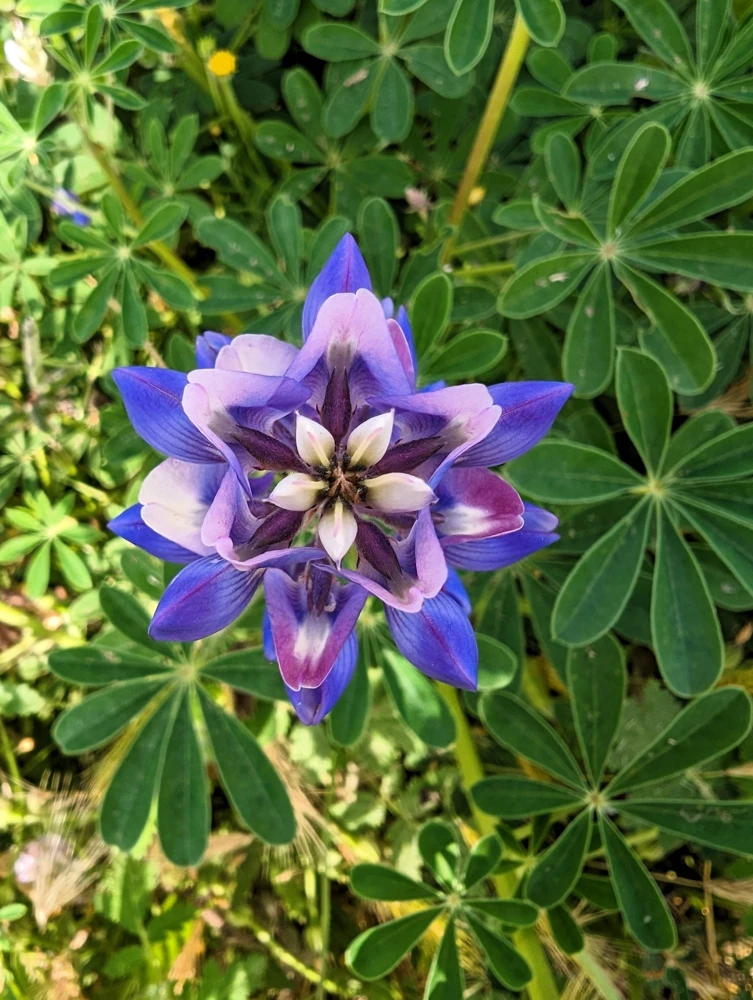 100 Arroyo Lupine Seeds - Hollowleaf Succulent Lupinus Succulentus Flower Seeds - Image 5