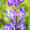 100 Arroyo Lupine Seeds - Hollowleaf Succulent Lupinus Succulentus Flower Seeds - Image 1