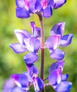100 Arroyo Lupine Seeds - Hollowleaf Succulent Lupinus Succulentus Flower Seeds - Image 1
