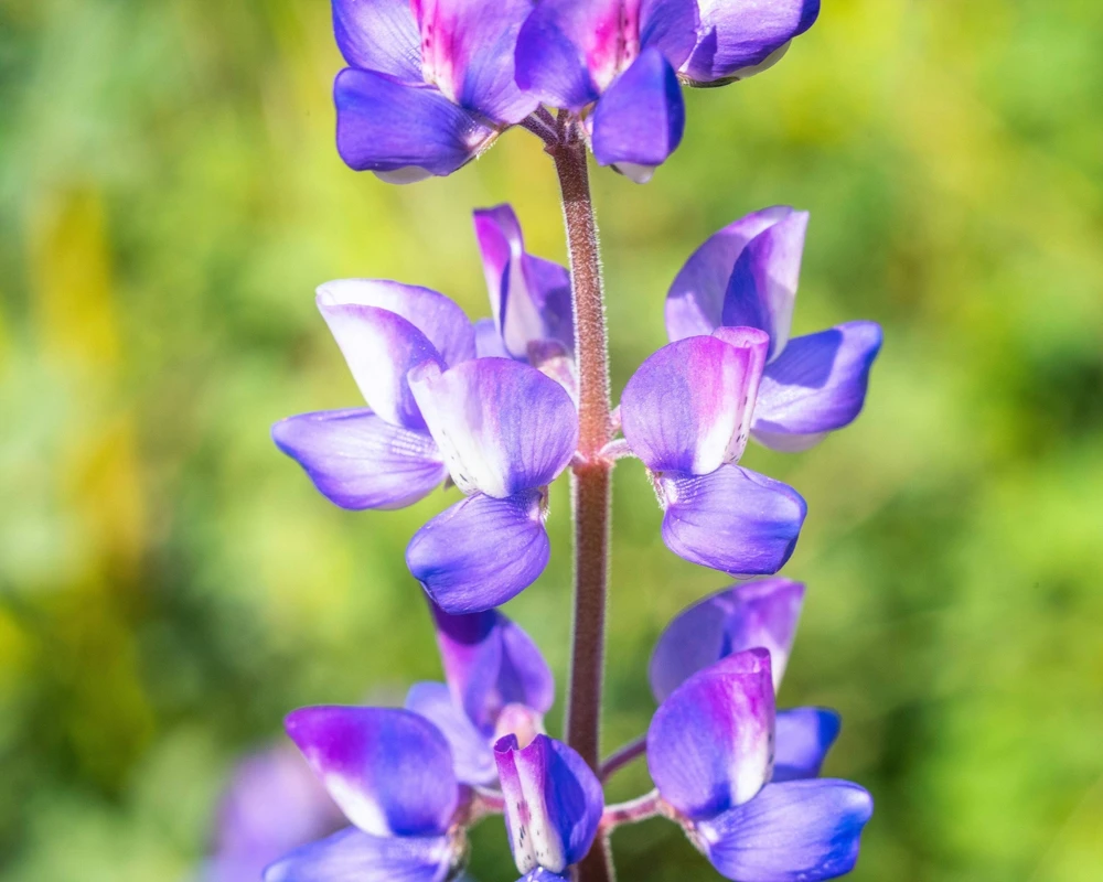 100 Arroyo Lupine Seeds - Hollowleaf Succulent Lupinus Succulentus Flower Seeds - Image 1