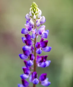 100 Arroyo Lupine Seeds - Hollowleaf Succulent Lupinus Succulentus Flower Seeds - Image 6
