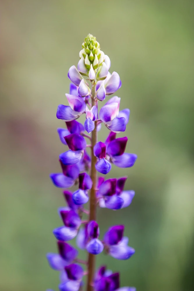 100 Arroyo Lupine Seeds - Hollowleaf Succulent Lupinus Succulentus Flower Seeds - Image 6