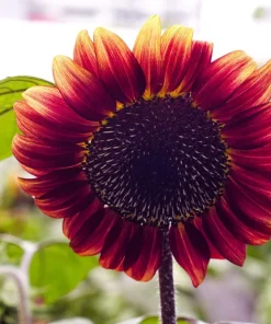 100 Autumn Beauty Sunflower Seeds - Helianthus Annuus Flower Seeds - Image 10