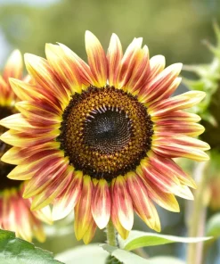 100 Autumn Beauty Sunflower Seeds - Helianthus Annuus Flower Seeds - Image 2