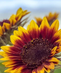100 Autumn Beauty Sunflower Seeds - Helianthus Annuus Flower Seeds - Image 3