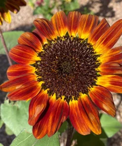 100 Autumn Beauty Sunflower Seeds - Helianthus Annuus Flower Seeds - Image 4