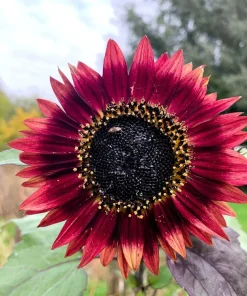 100 Autumn Beauty Sunflower Seeds - Helianthus Annuus Flower Seeds - Image 5
