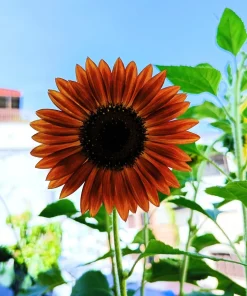 100 Autumn Beauty Sunflower Seeds - Helianthus Annuus Flower Seeds - Image 6