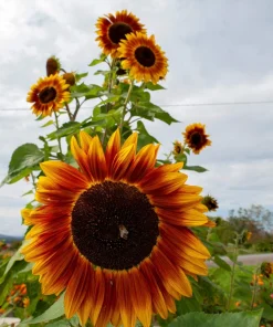 100 Autumn Beauty Sunflower Seeds - Helianthus Annuus Flower Seeds - Image 7