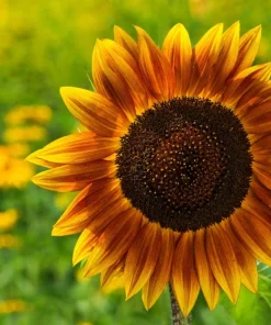 100 Autumn Beauty Sunflower Seeds - Helianthus Annuus Flower Seeds - Image 8