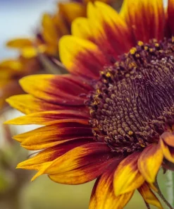 100 Autumn Beauty Sunflower Seeds - Helianthus Annuus Flower Seeds - Image 9