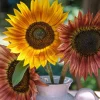 100 Autumn Beauty Sunflower Seeds - Helianthus Annuus Flower Seeds - Image 1