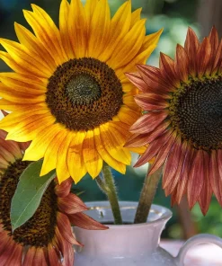 100 Autumn Beauty Sunflower Seeds - Helianthus Annuus Flower Seeds - Image 1
