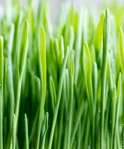 100 Barley Hordeum Vulgare Grain Grass Cover Crop Seeds - Image 10
