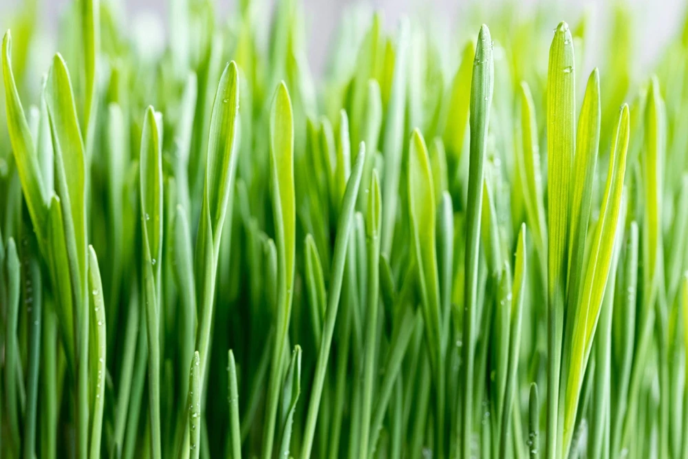 100 Barley Hordeum Vulgare Grain Grass Cover Crop Seeds - Image 10