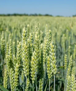100 Barley Hordeum Vulgare Grain Grass Cover Crop Seeds - Image 2
