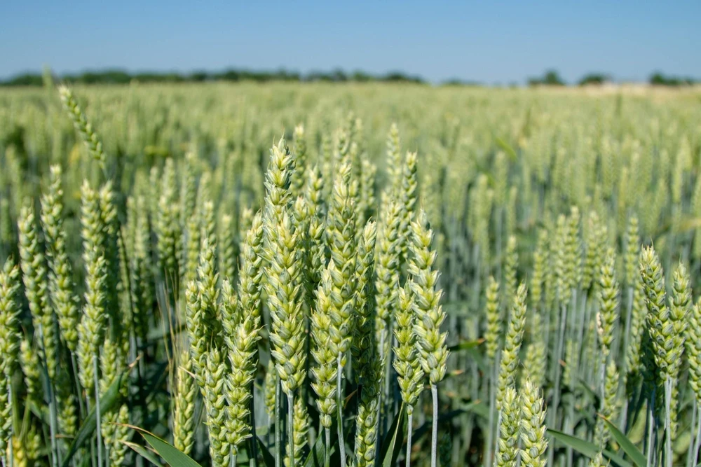 100 Barley Hordeum Vulgare Grain Grass Cover Crop Seeds - Image 2