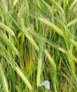 100 Barley Hordeum Vulgare Grain Grass Cover Crop Seeds - Image 3