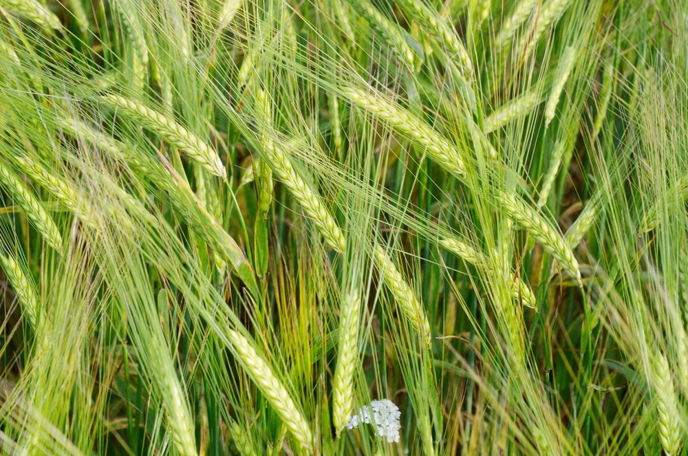 100 Barley Hordeum Vulgare Grain Grass Cover Crop Seeds - Image 3