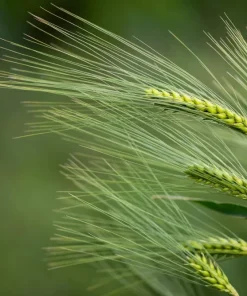 100 Barley Hordeum Vulgare Grain Grass Cover Crop Seeds - Image 4