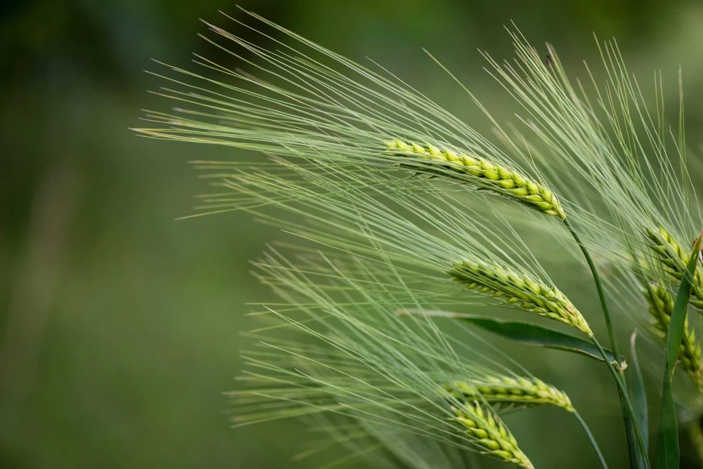 100 Barley Hordeum Vulgare Grain Grass Cover Crop Seeds - Image 4