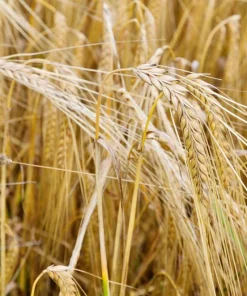 100 Barley Hordeum Vulgare Grain Grass Cover Crop Seeds - Image 5
