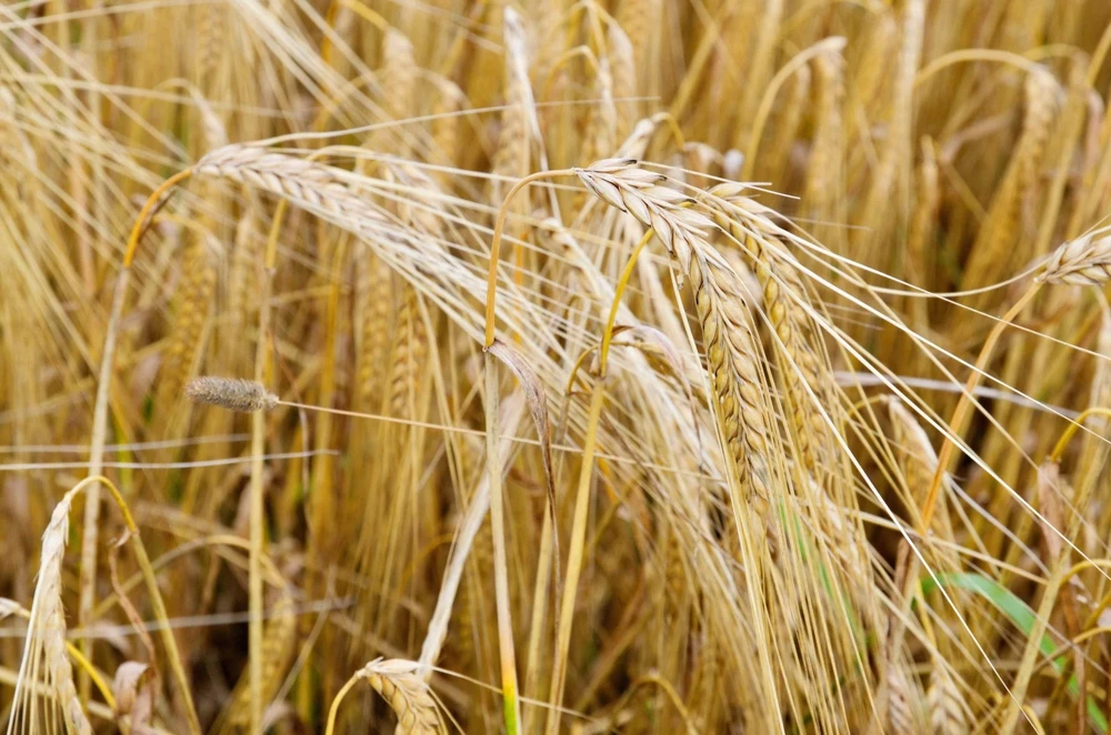 100 Barley Hordeum Vulgare Grain Grass Cover Crop Seeds - Image 5