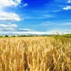 100 Barley Hordeum Vulgare Grain Grass Cover Crop Seeds - Image 1