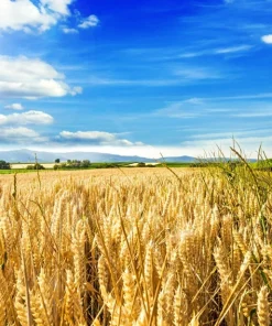 100 Barley Hordeum Vulgare Grain Grass Cover Crop Seeds - Image 1